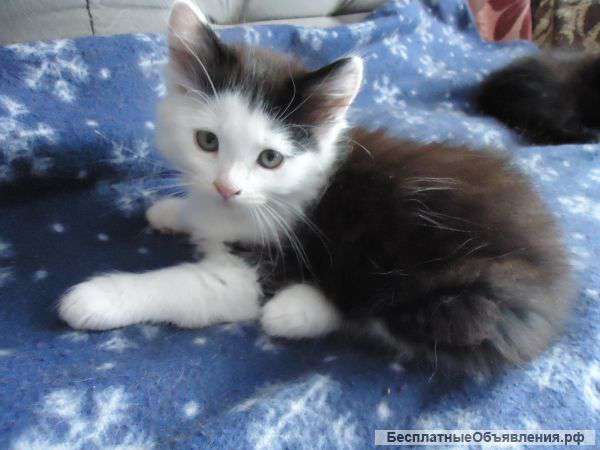 Котенок в добрые руки