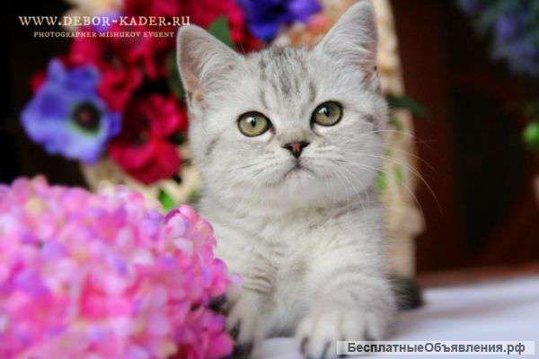 Роскошные девочки британочки