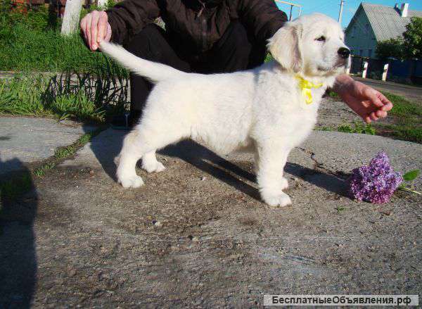 Золотистые щенки