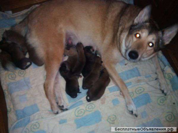 Щенков западно-сибирской лайки