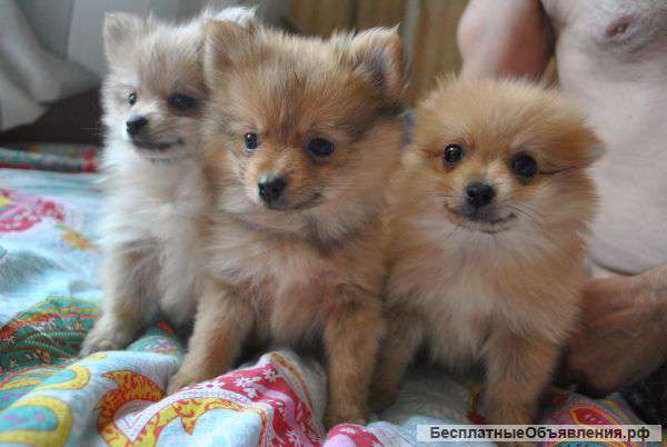 Щенков породы шпиц