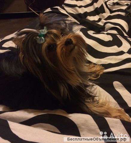 Йокширский терьер