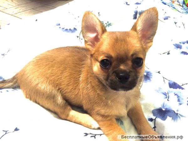 Щенок чихуахуа