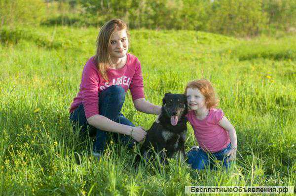Маленькая собачка в дар