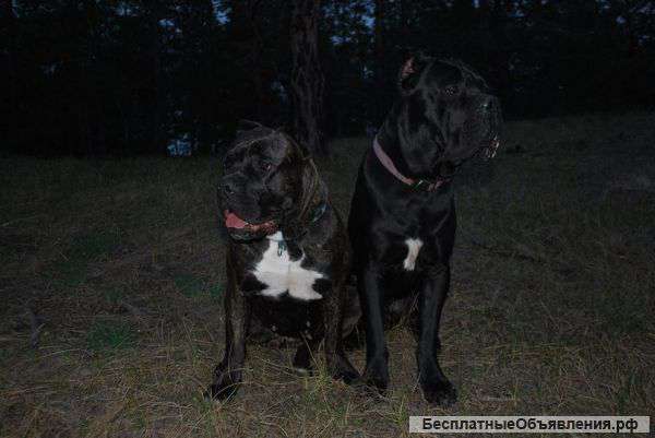 Ожидаются щенки Кане Корсо