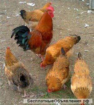 Кур несушек породы Ломан Браун