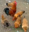 Кур несушек породы Ломан Браун