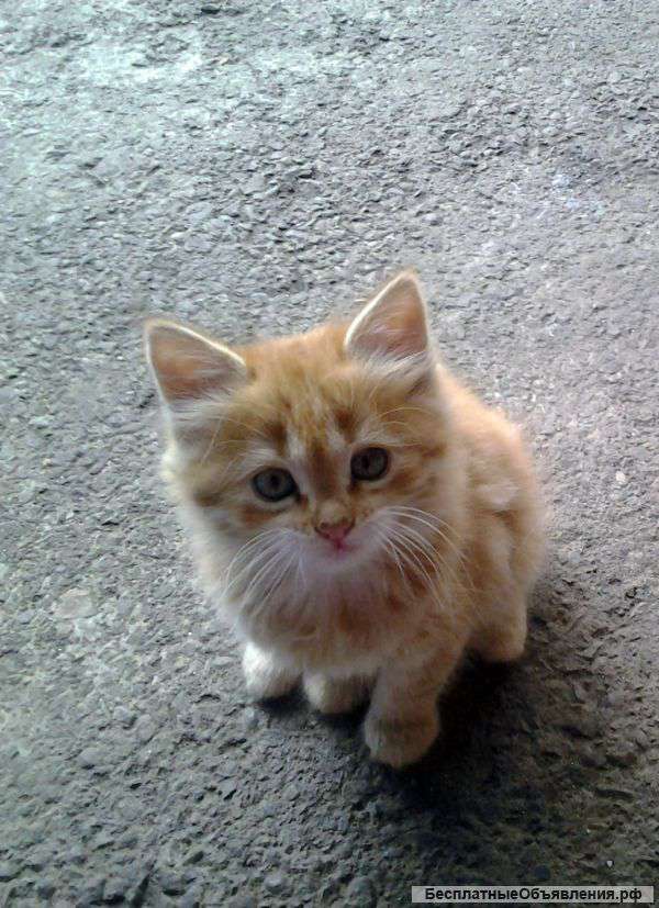 Котята в добрые руки