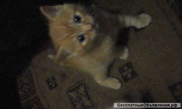 Отдам котят в хорошие руки