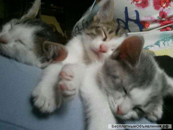 Котята 2 месяца