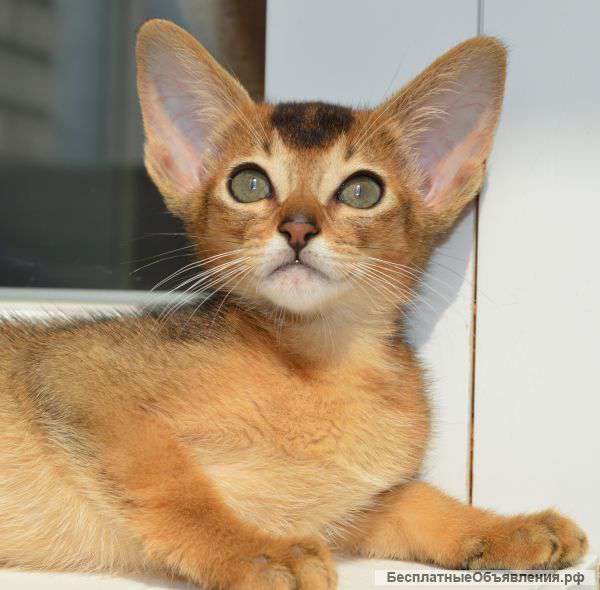 Абиссинские котята