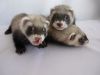Отдам милых хорьков