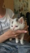 Отдам котенка в добрые руки