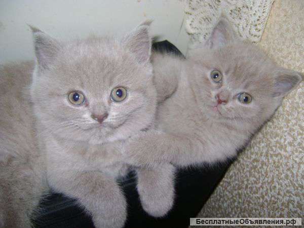 Чистокровные плюшевые котята