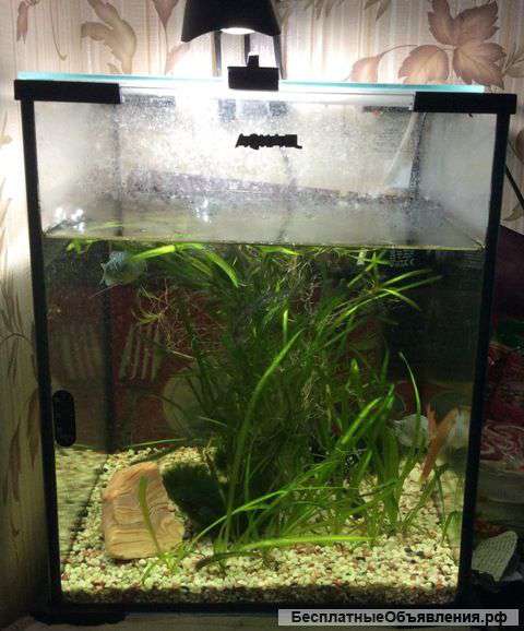 Аквариум 20 литров