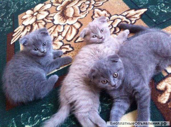 Шотландские вислоушки