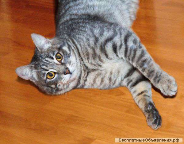 Плюшевый непоседа Тимоша ищет дом