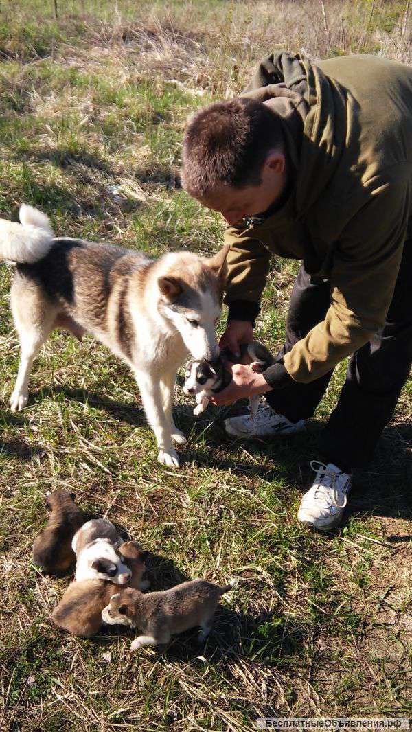 Щенки западно-сибирской лайки