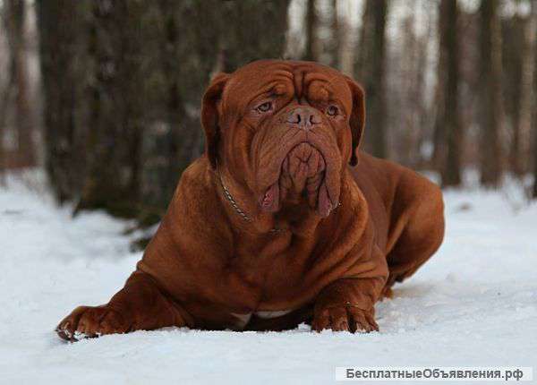Щенки Бордоского дога, эксклюзивный помет