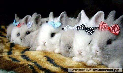 Декоративные кролики