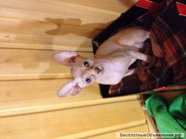 Котенок канадский сфинкс
