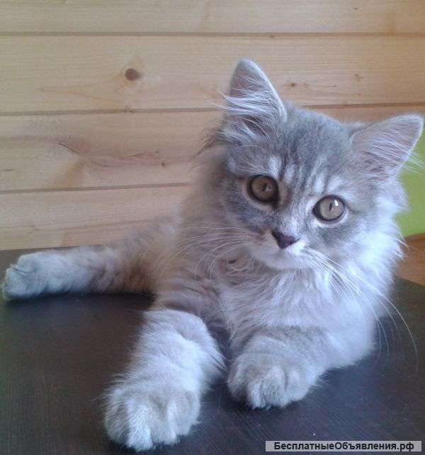 Марго -элитный британский котенок