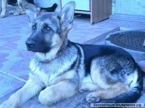 Немецкая овчарка