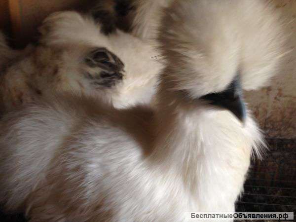 Кур, цыплят, петухов, цесарок