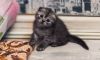 Котята Шотландские (Британские)