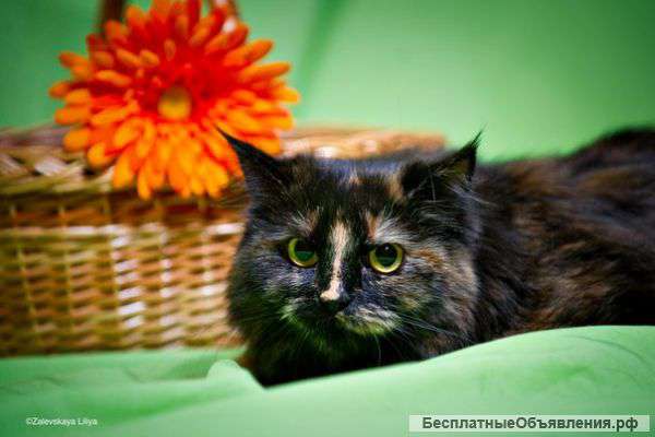 Кошка Клеопатра даром в ответственные руки