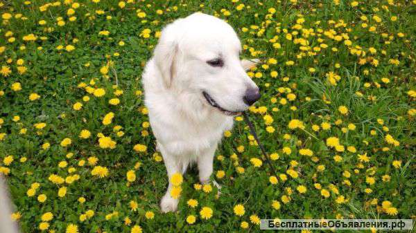 Золотистый ретривер Капри-чудесный компаньон, в дар