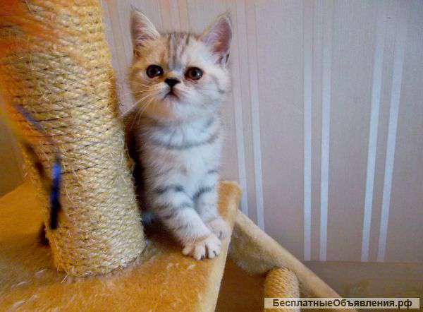 Ваш комочек счастья