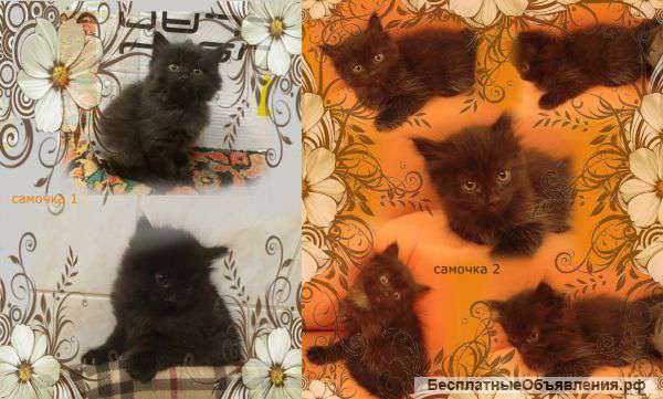Отдам котят в добрые руки бесплатно