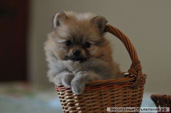 Щенки Померанского шпица