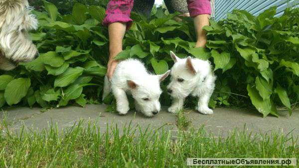 Щенки вест Хайленд вайт терьера