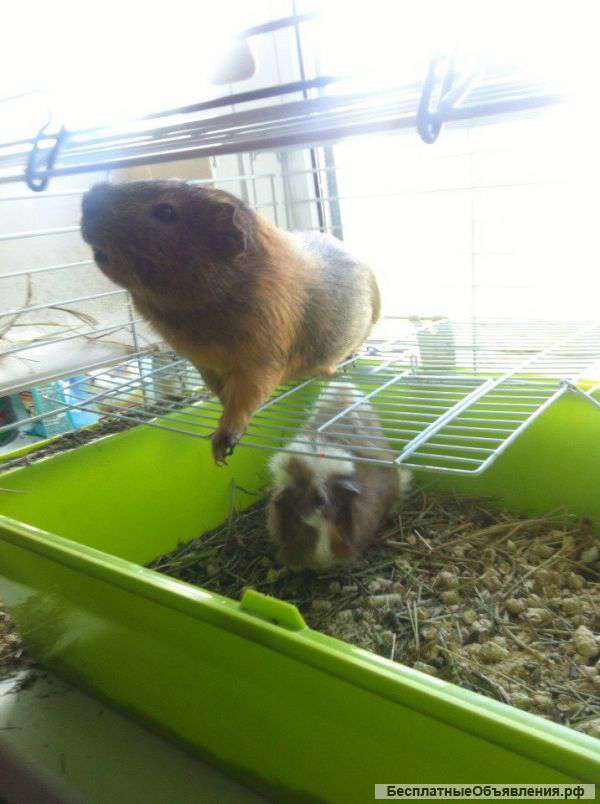 Морские свинки