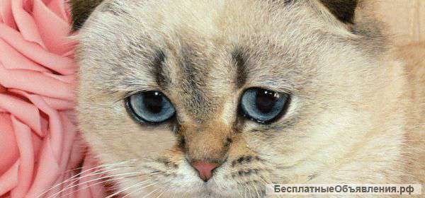 Изумительное украшение Вашего дома