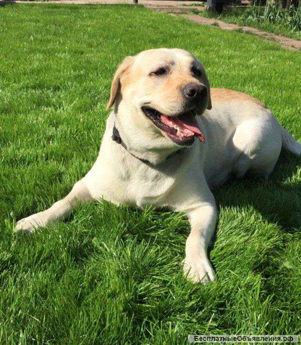 Лабрадор Гоша-энергичный красавец, в дар