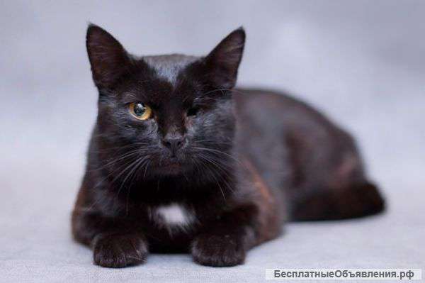 Особенная пантерка Чани в поисках дома