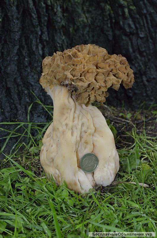 Живой зерновой мицелий Сморчок толстоногий - семена сморчков (есть разные виды) и других грибов ново