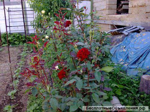 Опоры для садовых растений стеклопластиковые "АСП-Хим"