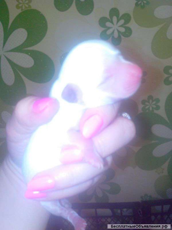 Щенки чихуахуа