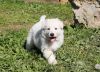 Щенки породы Белая Швейцарская Овчарка