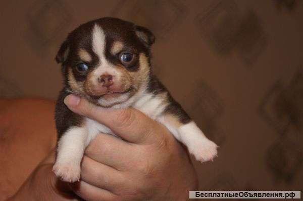 Мальчик чихуахуа продается