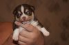 Мальчик чихуахуа продается