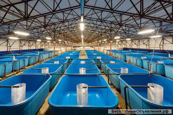 Малек судака