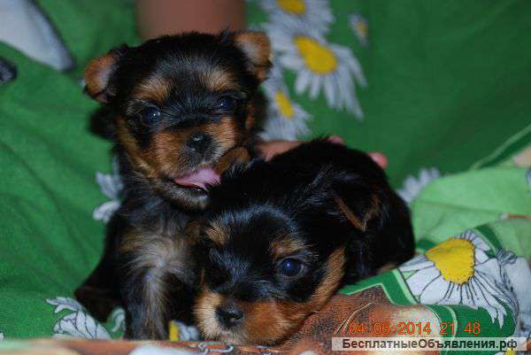 Мальчики йорки без документов