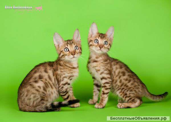 Бенгальский котик