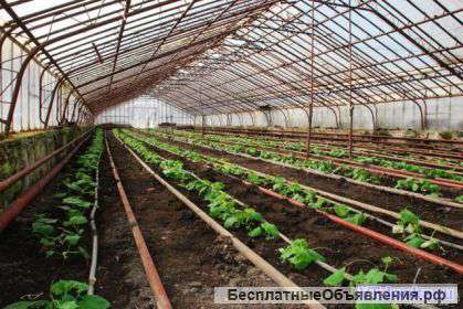 Тепличный компелекс в Кисловодске