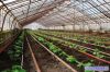 Тепличный компелекс в Кисловодске